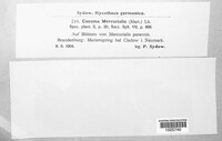 Melampsora rostrupii image